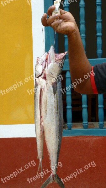 Fish Fishing Animal Cuba Free Photos