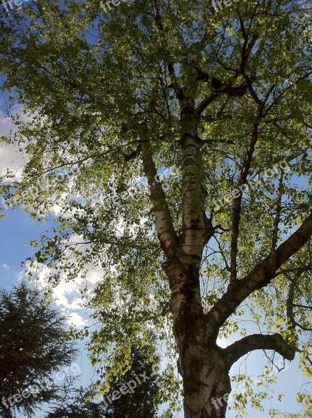 Birch Birch Tree Tree Sky Clouds