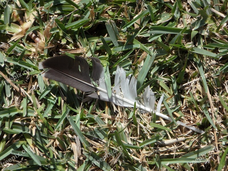 Feather Lost Loss Grass Bi Color