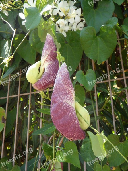 Pipe Flower Striking Plant Flower Plant Creeper