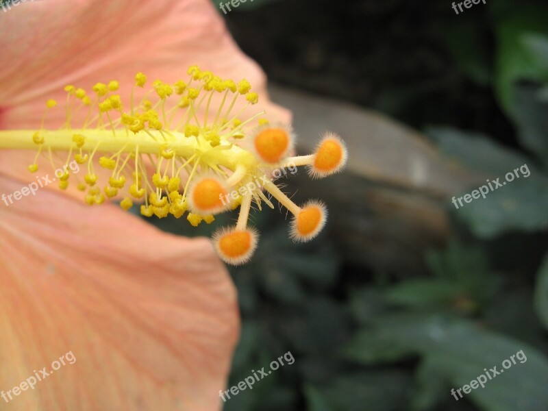 Flower Hibiscus Yellow Nature Beautiful