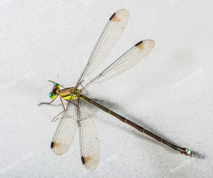 Dragonfly Insect Close Up Free Photos