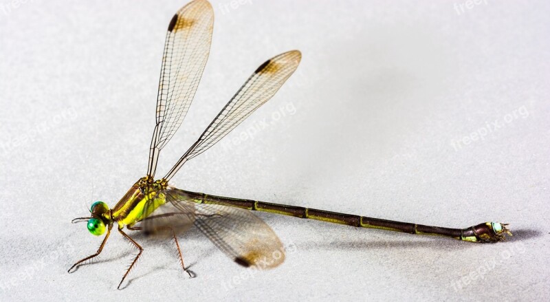 Dragonfly Insect Close Up Free Photos