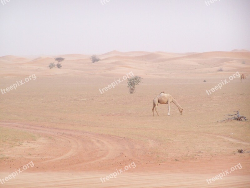 Desert Camel Lonely Animal Dubai