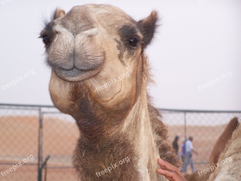 Camel Desert Transportation Dubai Free Photos