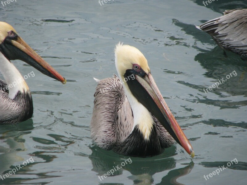 Pelicans Wing Wildlife Free Photos