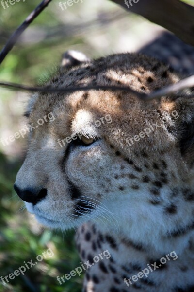 Cheetah Wildlife Cat African Spots