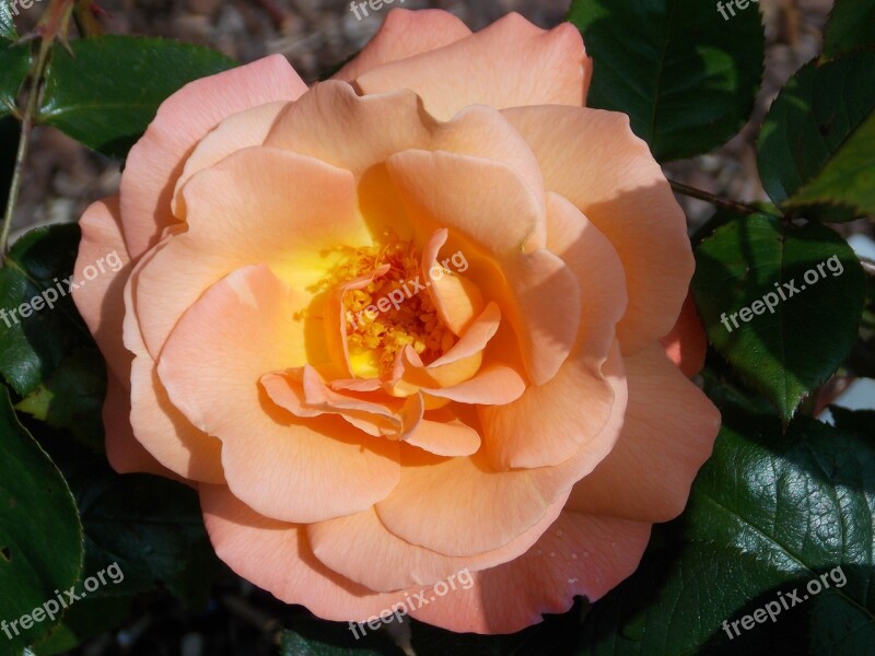 Rose Bloom Flower Blossom Bloom Rose