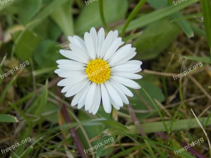 Daisy Flower White Nature Spring