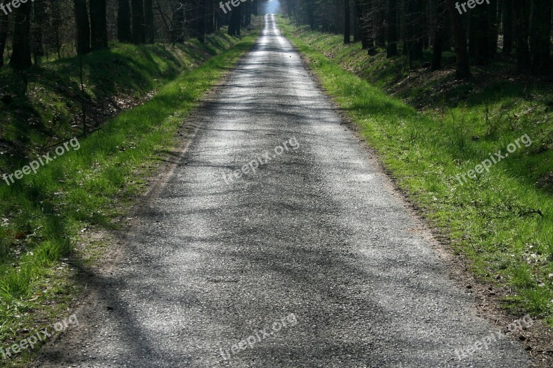 Moss Path Landscape Free Photos