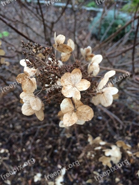 Hydrangea Winter Beige Brown Faded