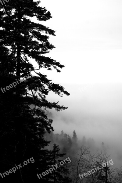 Tree Fog Mist Cloudy Mystical