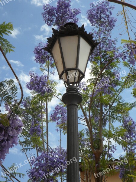 Lantern Jacaranda Mediterranean South Blossom