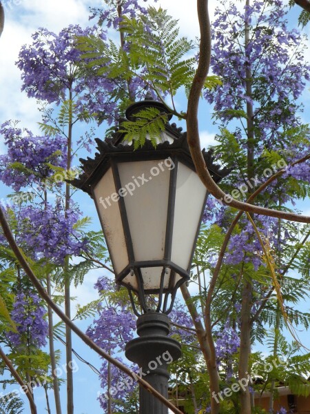 Lantern Jacaranda Mediterranean South Blossom