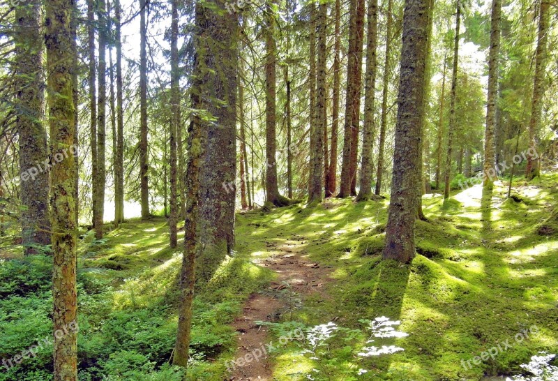 Forest Moor Away Landscape Nature