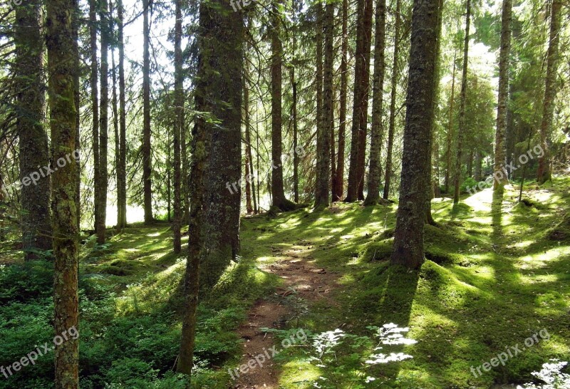 Nature Moor Forest Away Hiking