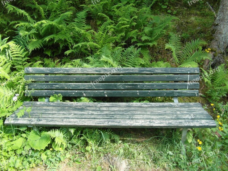 Bank Overgrown Old Hiking Rest