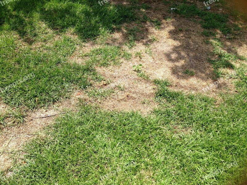 Grass Lawn Patch Free Photos