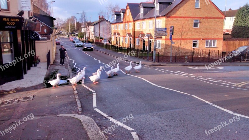 Geese Road Walk London Bird