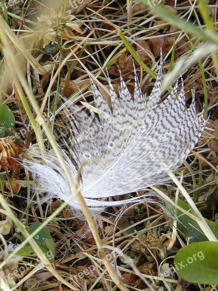 Feather Bank Loss Lightness Touch