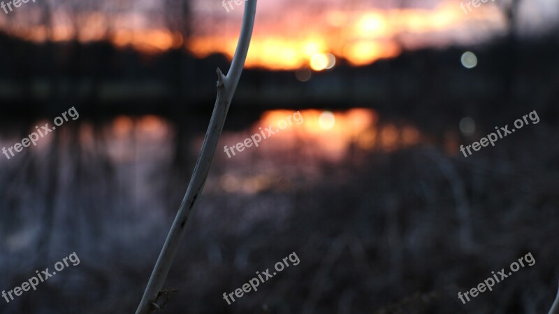 Sunset Twig Nature Scenic Sundown