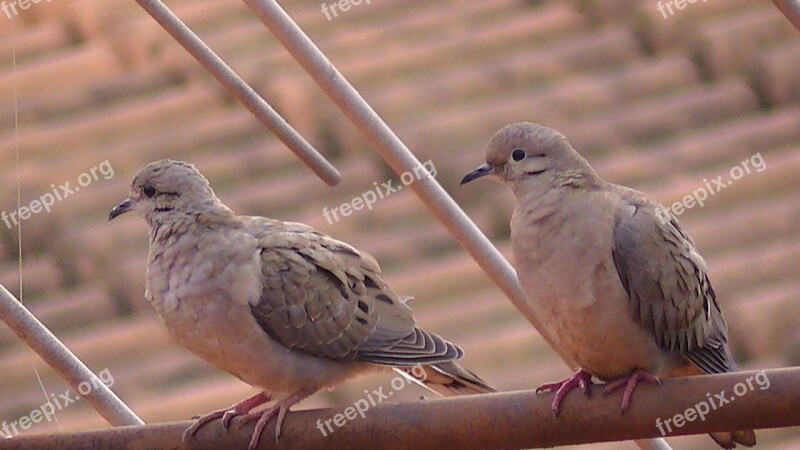 Bird Pity Dove Rolls Free Photos