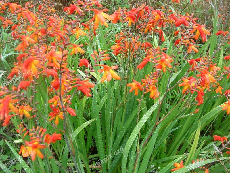 Flowers Wild Field Huerta Nature