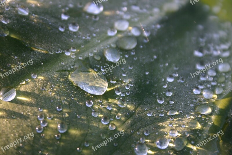 Water Leaf Droplets Beautiful Close-up