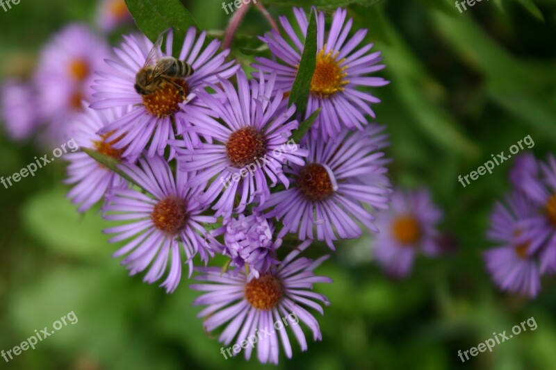 Floral Flowers Purple Nature Blooms