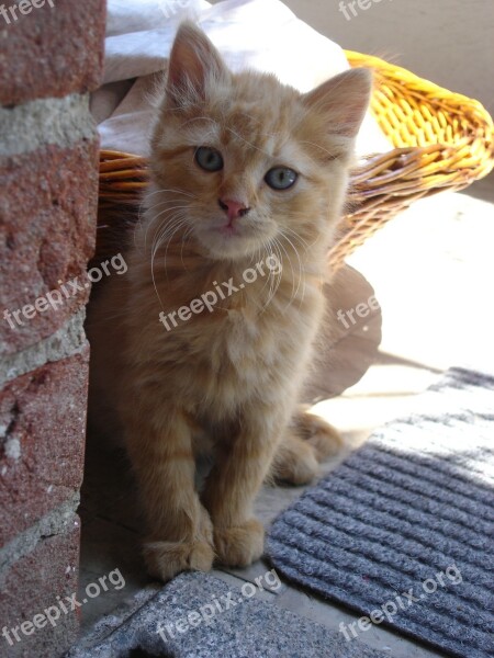 Cats Red Cat Kitten Portrait Of Cat Free Photos