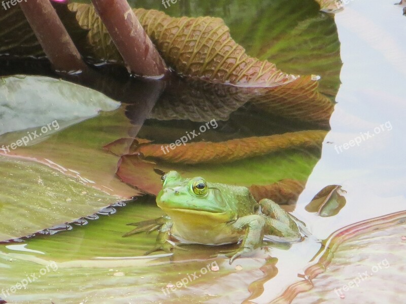 Frog Pond Water Green Animal