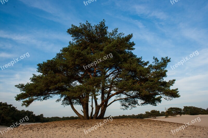 Soester Dunes Dunes Tree Nature Landscape