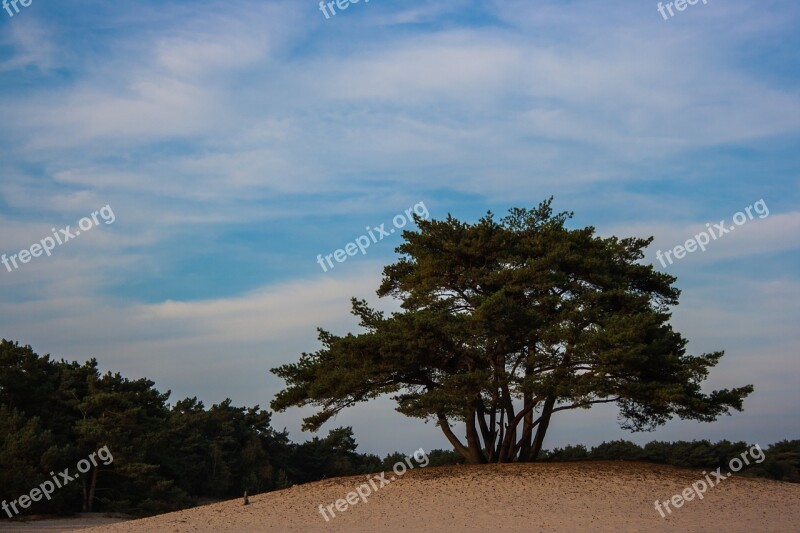 Soester Dunes Dunes Tree Nature Landscape