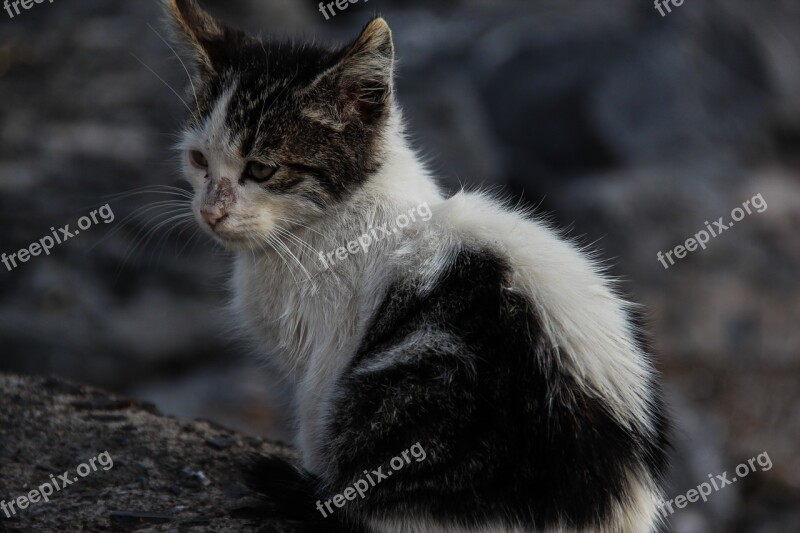 Cat Kitten Stray Cat Black And White Animal