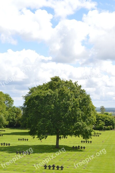 Tree Cemetery Normandy Sun Green