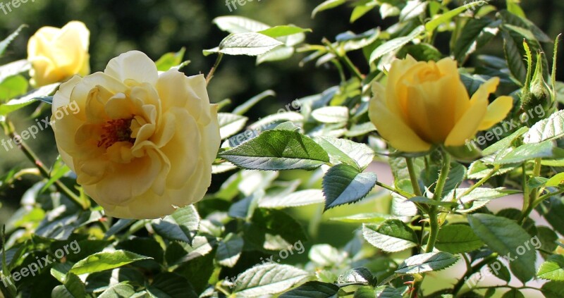 Roses Flowers Yellow Rose Petals Free Photos