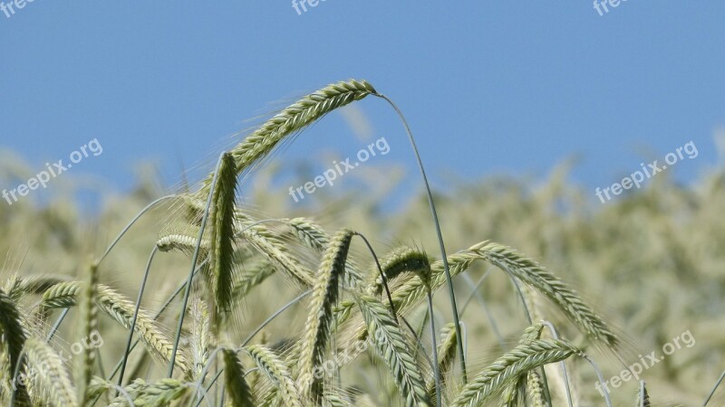 Nature Grain Cornfield Barley Agriculture