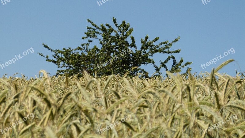 Nature Tree Grain Cornfield Agriculture