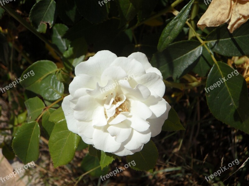 Rose White Blossom Bloom Flower