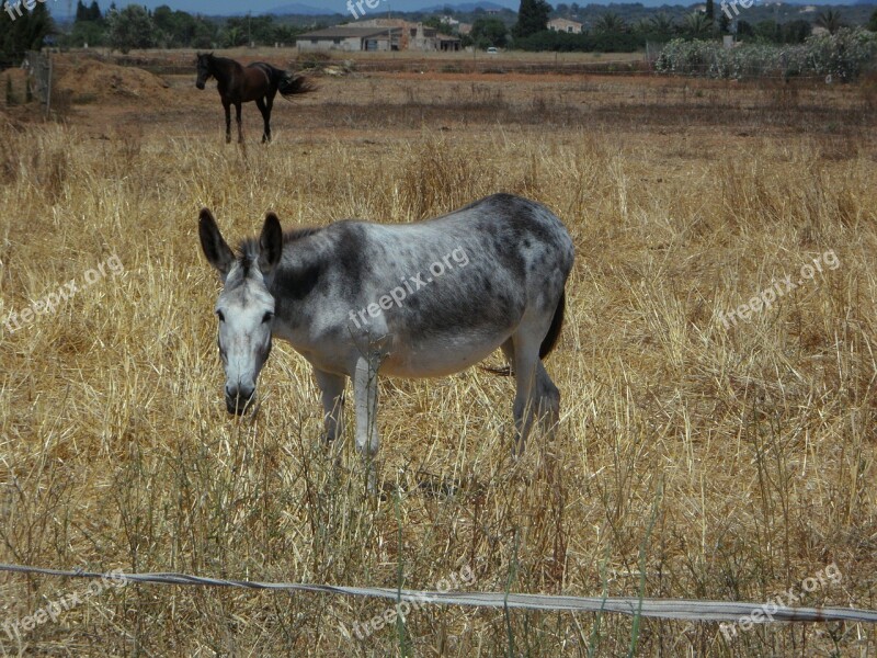 Mule Horse Muli Animal Husbandry Farm