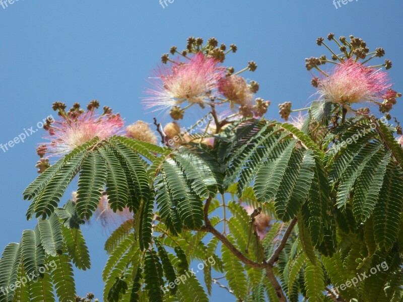 Powder Puff Shrub Bush Bloom Flowers Pink