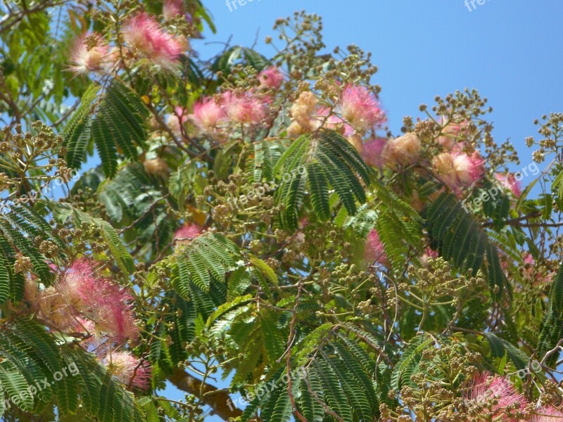 Powder Puff Shrub Bush Bloom Flowers Pink