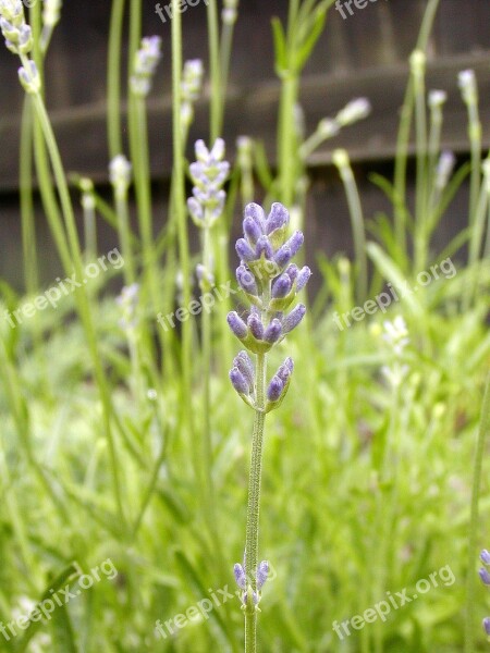 Lavender Garden Summer Purple Flower