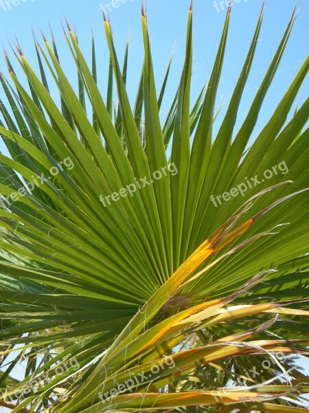 Fan Palm Palm Leaf Green Structure Sky