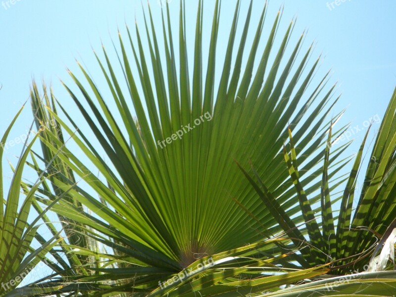 Fan Palm Palm Leaf Green Structure Sky