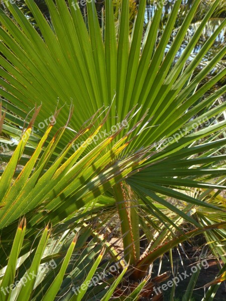 Fan Palm Palm Palm Leaf Frond Botany