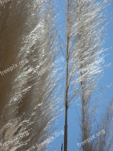 Grass Reed Nature Plant Grasses