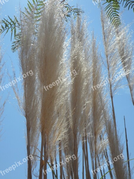 Grass Reed Nature Plant Grasses