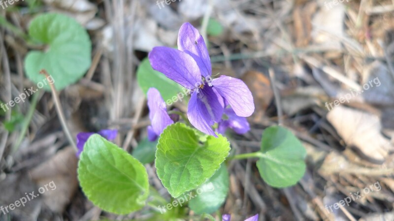 Blooms Violet Spring Flowers Nature