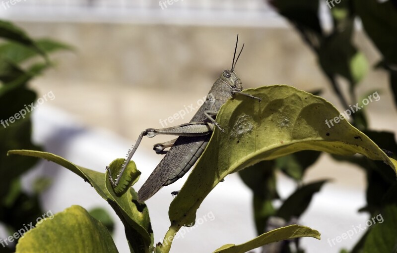 Egyptian Grasshopper Grasshopper Anacridium Aegyptium Insect